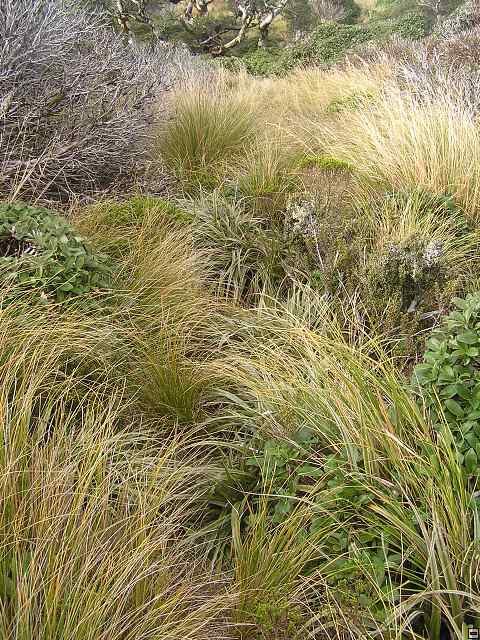 Ruahine - Sunrise Hut 054.jpg